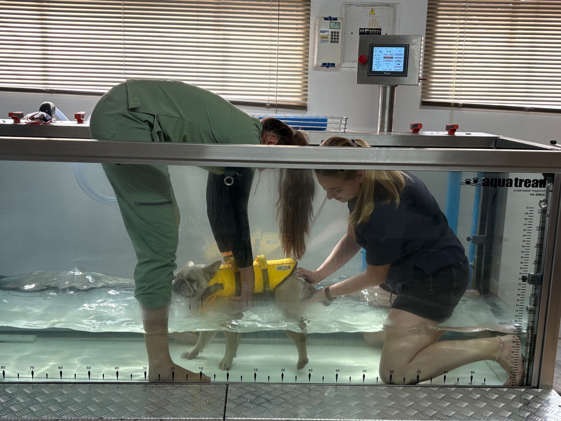 Canine Hydrotherapy
